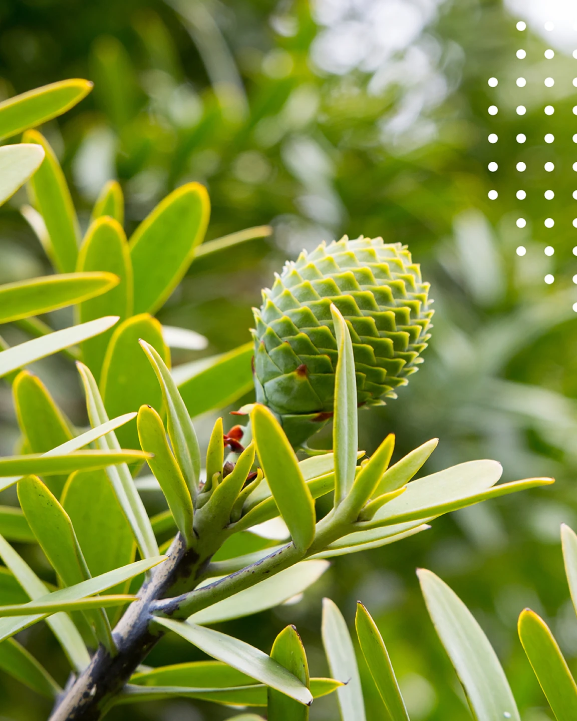 branding canopy healthcare graphic