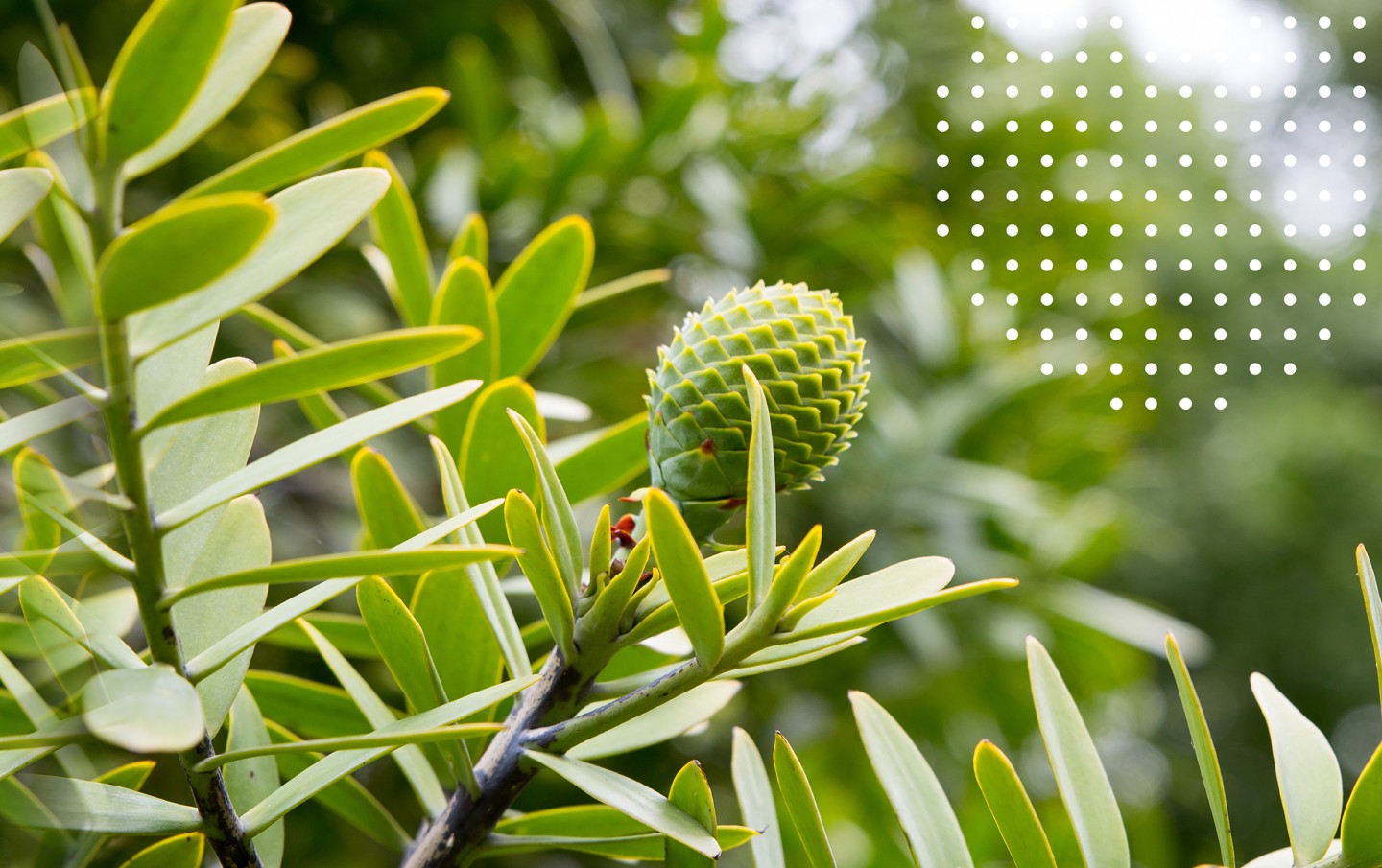 branding canopy healthcare graphic