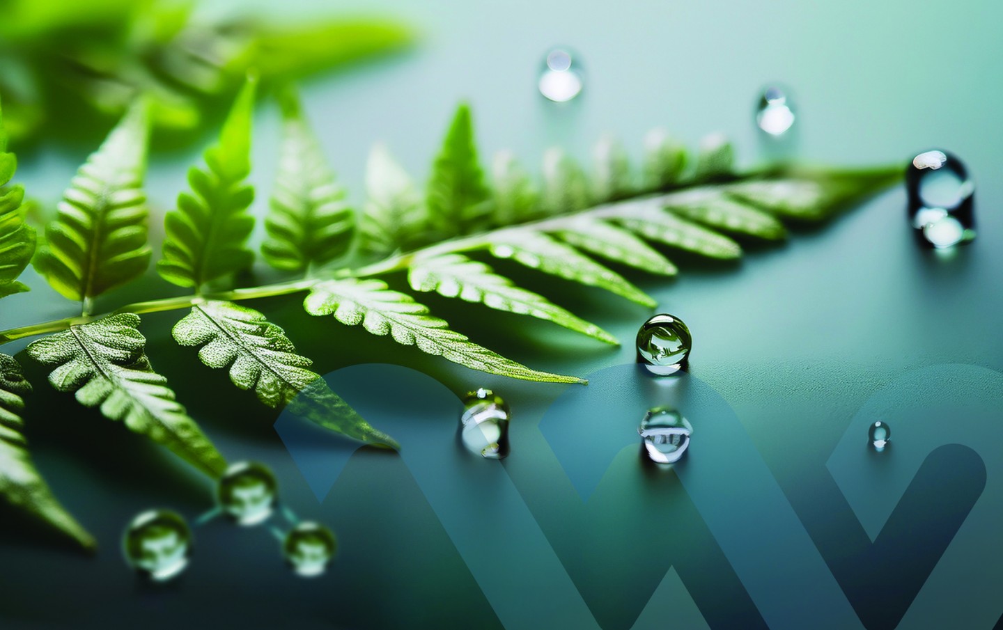 Toast Northwater Branding concept